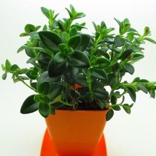 合適辦公室的綠色植物-吊蘭